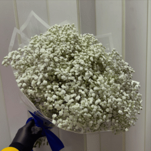 Ramo de ilusiones/Gypsophilias